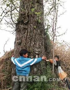 山丘上的树,树影婆娑的自然画卷