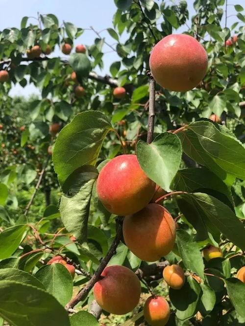 咬红杏,探寻爱情与欲望的甜蜜交织