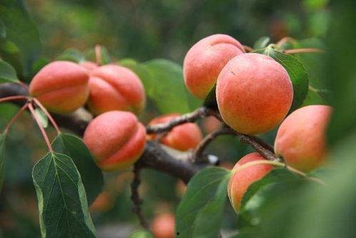 咬红杏,探寻爱情与欲望的甜蜜交织