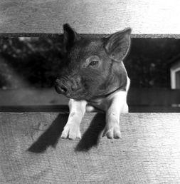 猪之日,探寻猪文化的历史韵味与当代魅力